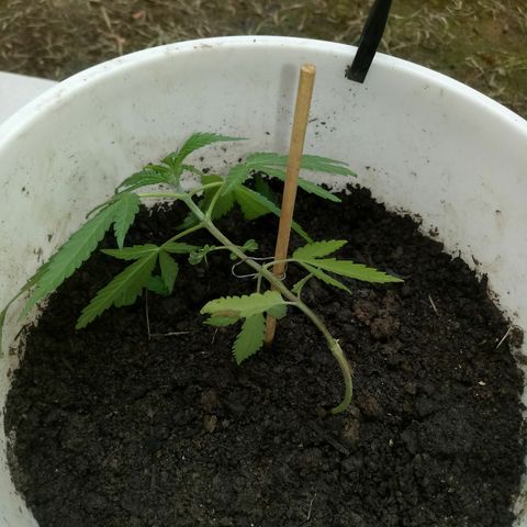 Genética desconhecida growlog timeline photo