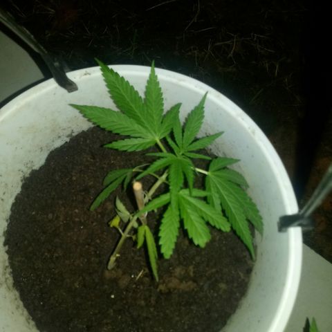 Genética desconhecida growlog timeline photo
