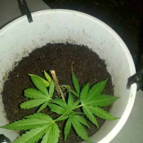 Genética desconhecida growlog timeline photo