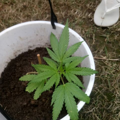 Genética desconhecida growlog timeline photo