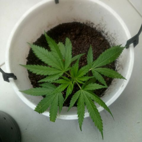 Genética desconhecida growlog timeline photo