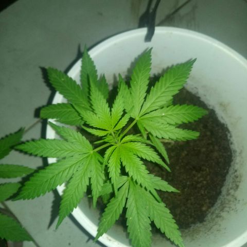 Genética desconhecida growlog timeline photo