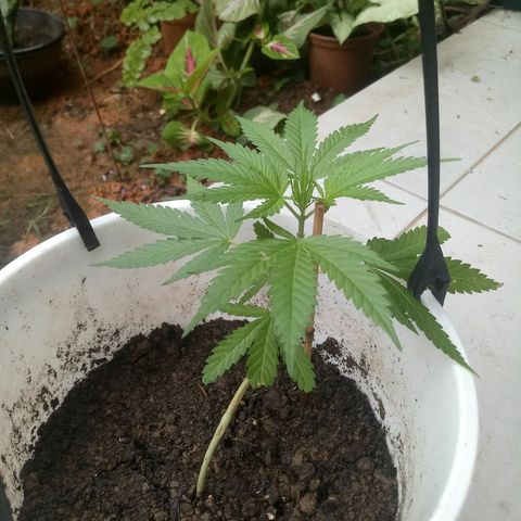 Genética desconhecida growlog timeline photo