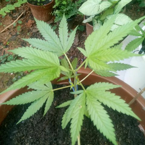 Genética desconhecida growlog timeline photo