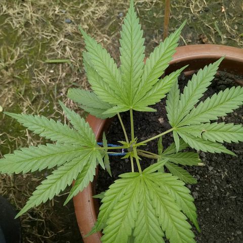 Genética desconhecida growlog timeline photo