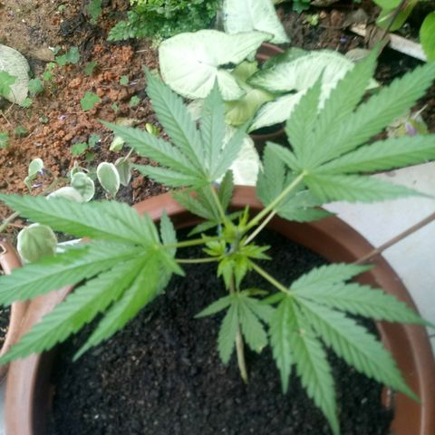 Genética desconhecida growlog timeline photo