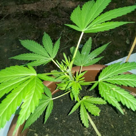 Genética desconhecida growlog timeline photo