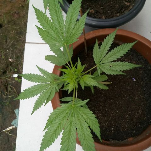 Genética desconhecida growlog timeline photo