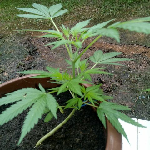 Genética desconhecida growlog timeline photo