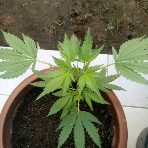 Genética desconhecida growlog timeline photo