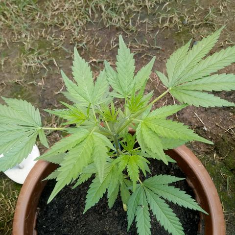 Genética desconhecida growlog timeline photo