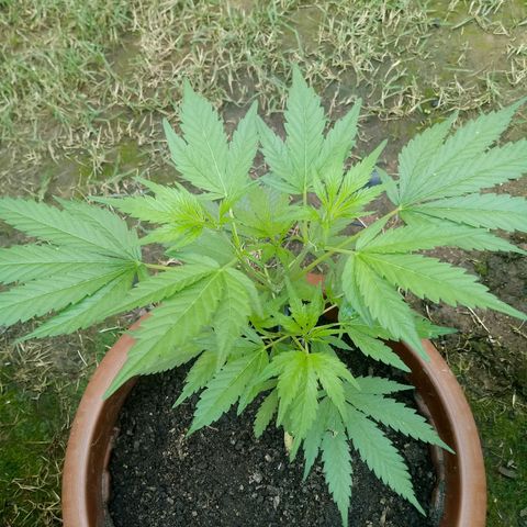 Genética desconhecida growlog timeline photo
