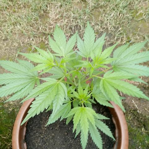 Genética desconhecida growlog timeline photo