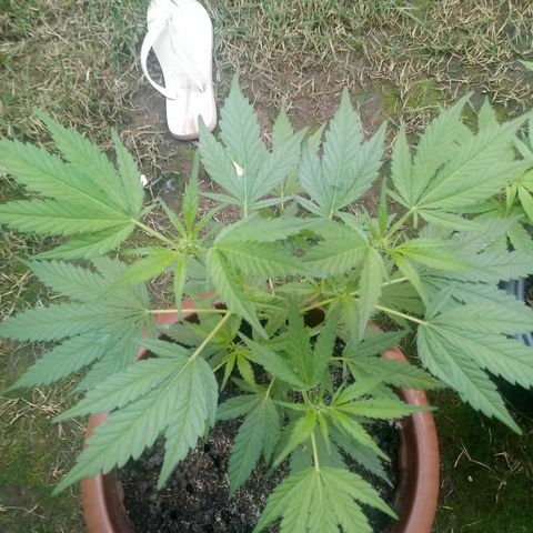 Genética desconhecida growlog timeline photo