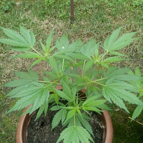 Genética desconhecida growlog timeline photo
