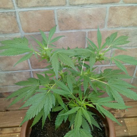 Genética desconhecida growlog timeline photo