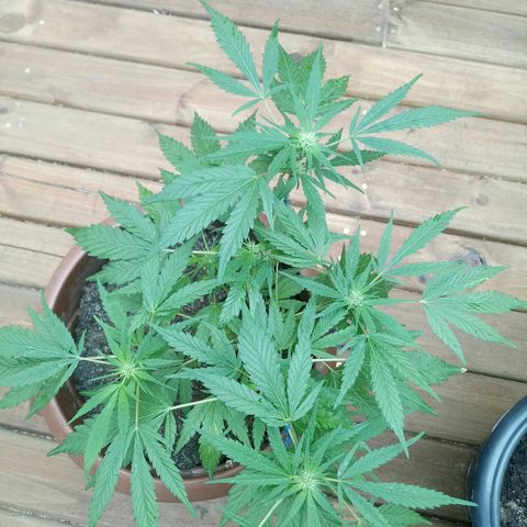 Genética desconhecida growlog timeline photo