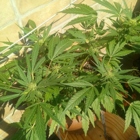 Genética desconhecida growlog timeline photo