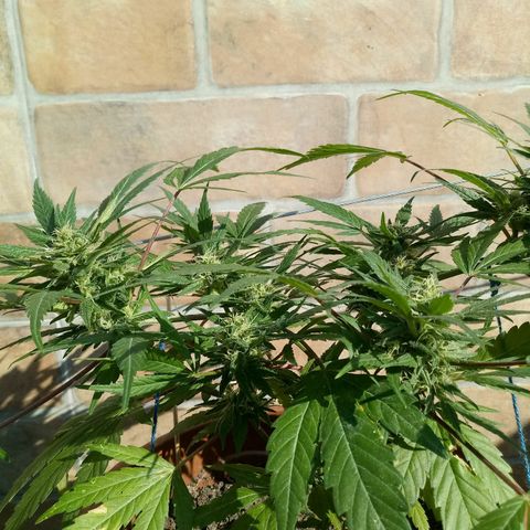 Genética desconhecida growlog timeline photo