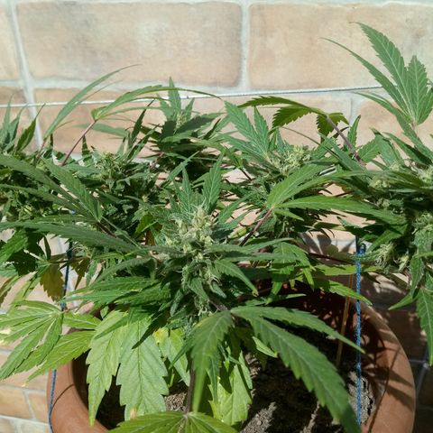 Genética desconhecida growlog timeline photo