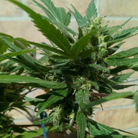 Genética desconhecida growlog timeline photo