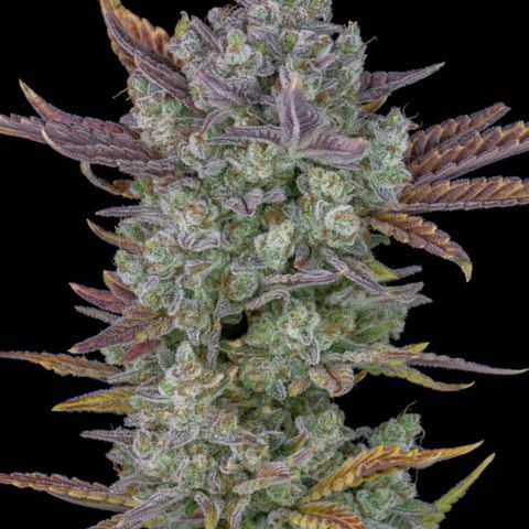 Gorilla Cookies Auto growlog timeline photo