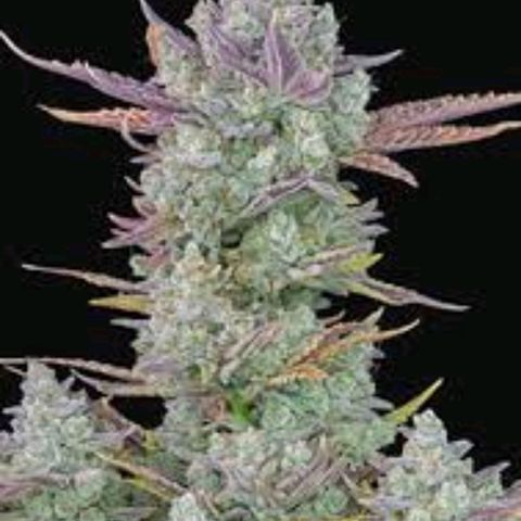 Gorilla Cookies Auto growlog timeline photo