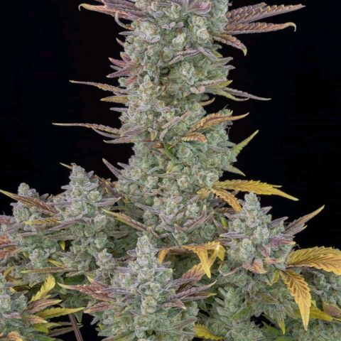 Gorilla Cookies Auto growlog timeline photo