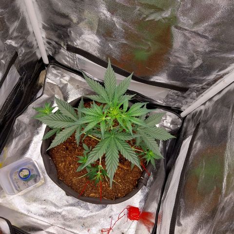 Gorilla Cookies Auto growlog timeline photo