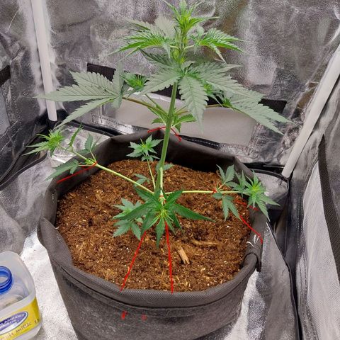 Gorilla Cookies Auto growlog timeline photo