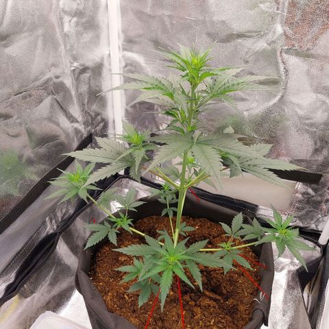 Gorilla Cookies Auto growlog timeline photo