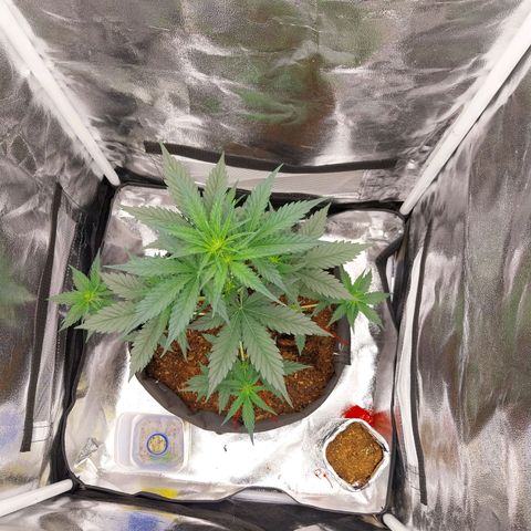 Gorilla Cookies Auto growlog timeline photo