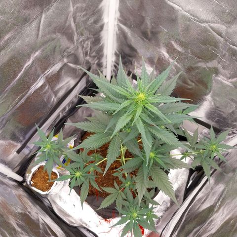 Gorilla Cookies Auto growlog timeline photo