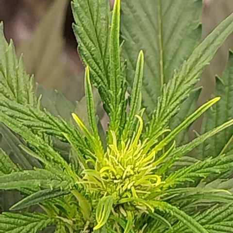 Gorilla Cookies Auto growlog timeline photo