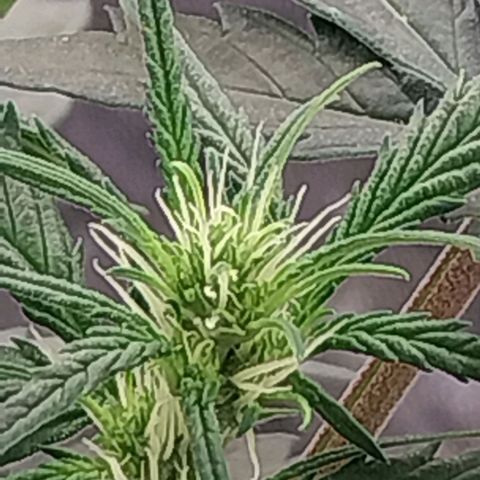 Gorilla Cookies Auto growlog timeline photo