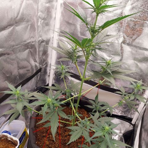 Gorilla Cookies Auto growlog timeline photo