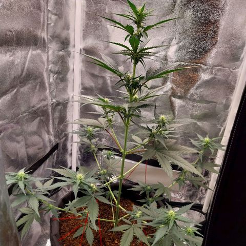 Gorilla Cookies Auto growlog timeline photo