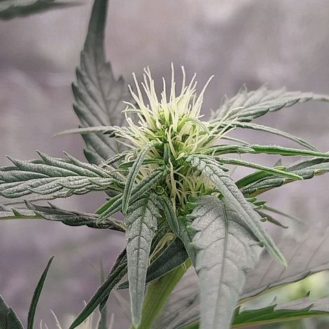Gorilla Cookies Auto growlog timeline photo