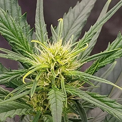 Gorilla Cookies Auto growlog timeline photo