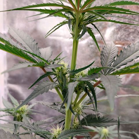 Gorilla Cookies Auto growlog timeline photo