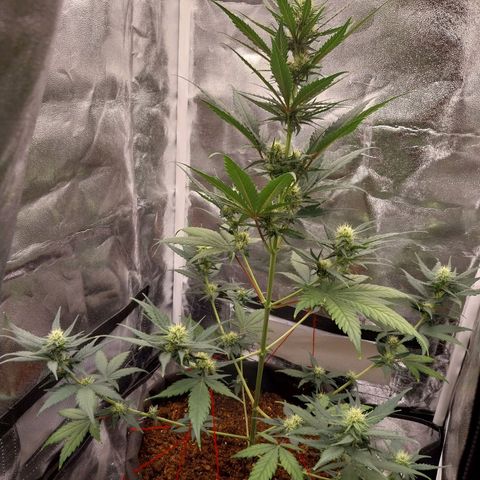 Gorilla Cookies Auto growlog timeline photo