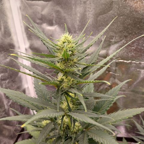 Gorilla Cookies Auto growlog timeline photo