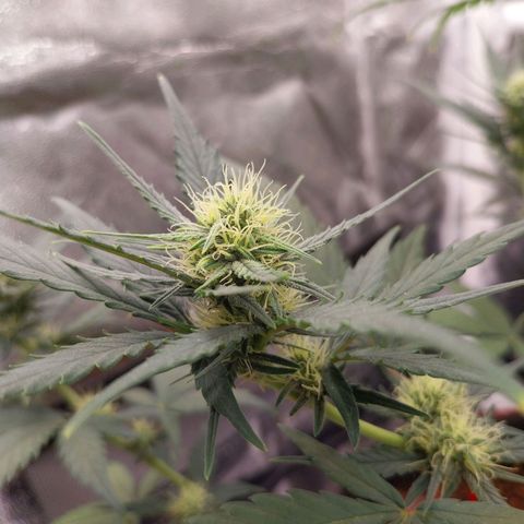 Gorilla Cookies Auto growlog timeline photo