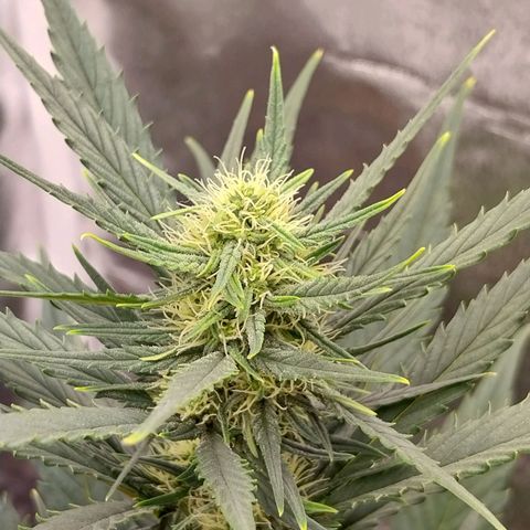 Gorilla Cookies Auto growlog timeline photo