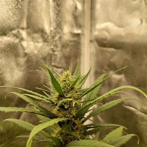 Gorilla Cookies Auto growlog timeline photo