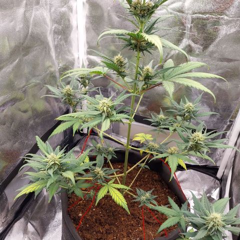 Gorilla Cookies Auto growlog timeline photo