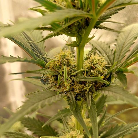Gorilla Cookies Auto growlog timeline photo