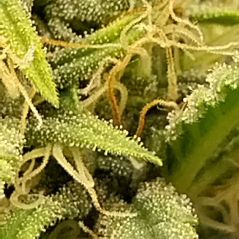 Gorilla Cookies Auto growlog timeline photo