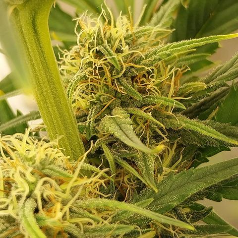 Gorilla Cookies Auto growlog timeline photo