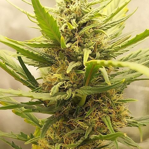 Gorilla Cookies Auto growlog timeline photo